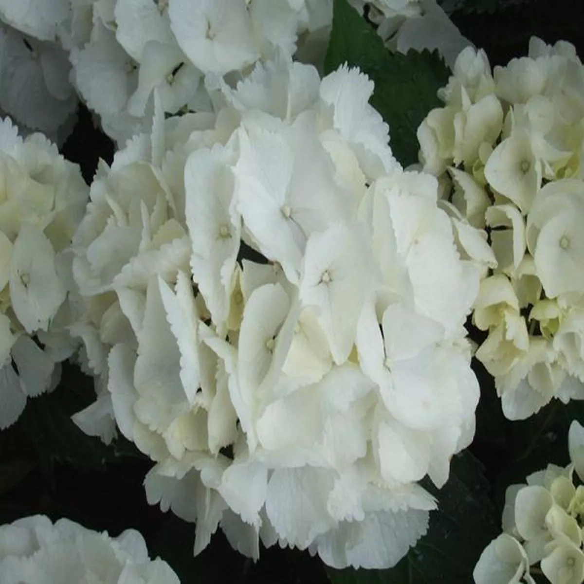 Hydrangea macrophylla Schneeball