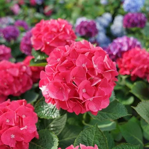Hydrangea macrophylla 'SMNHML'- Wee Bit Giddy Hydrangea