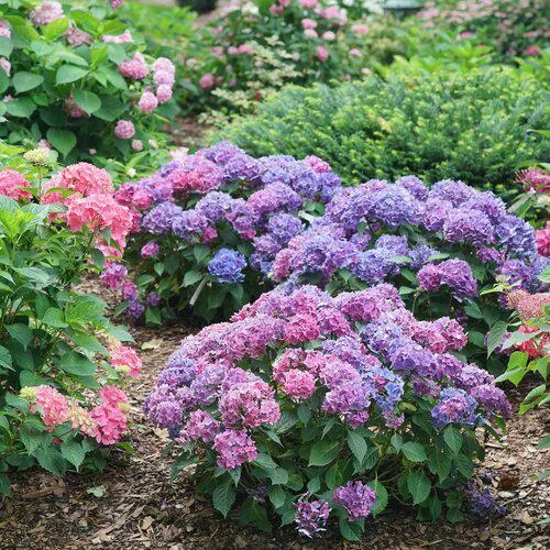 Hydrangea macrophylla 'SMNHMTB' PP35,317- Let's Dance Loveable Hydrangea