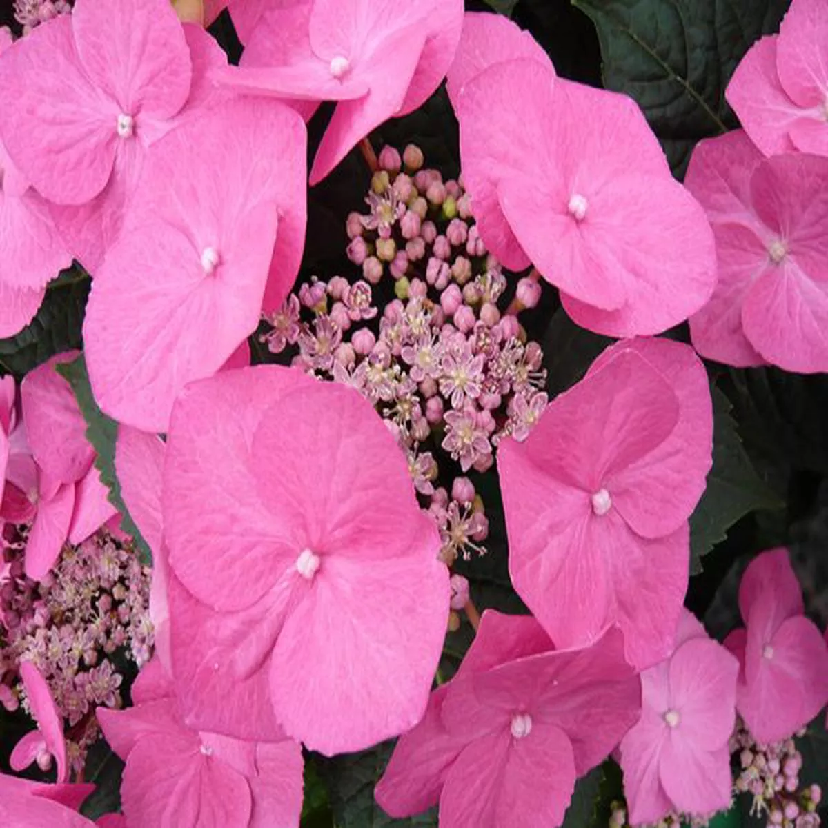 Hydrangea macrophylla Taube