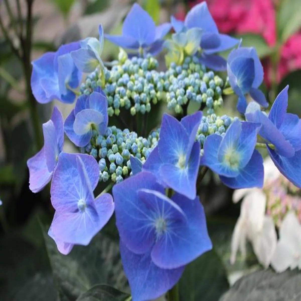 Hydrangea macrophylla Teller blue