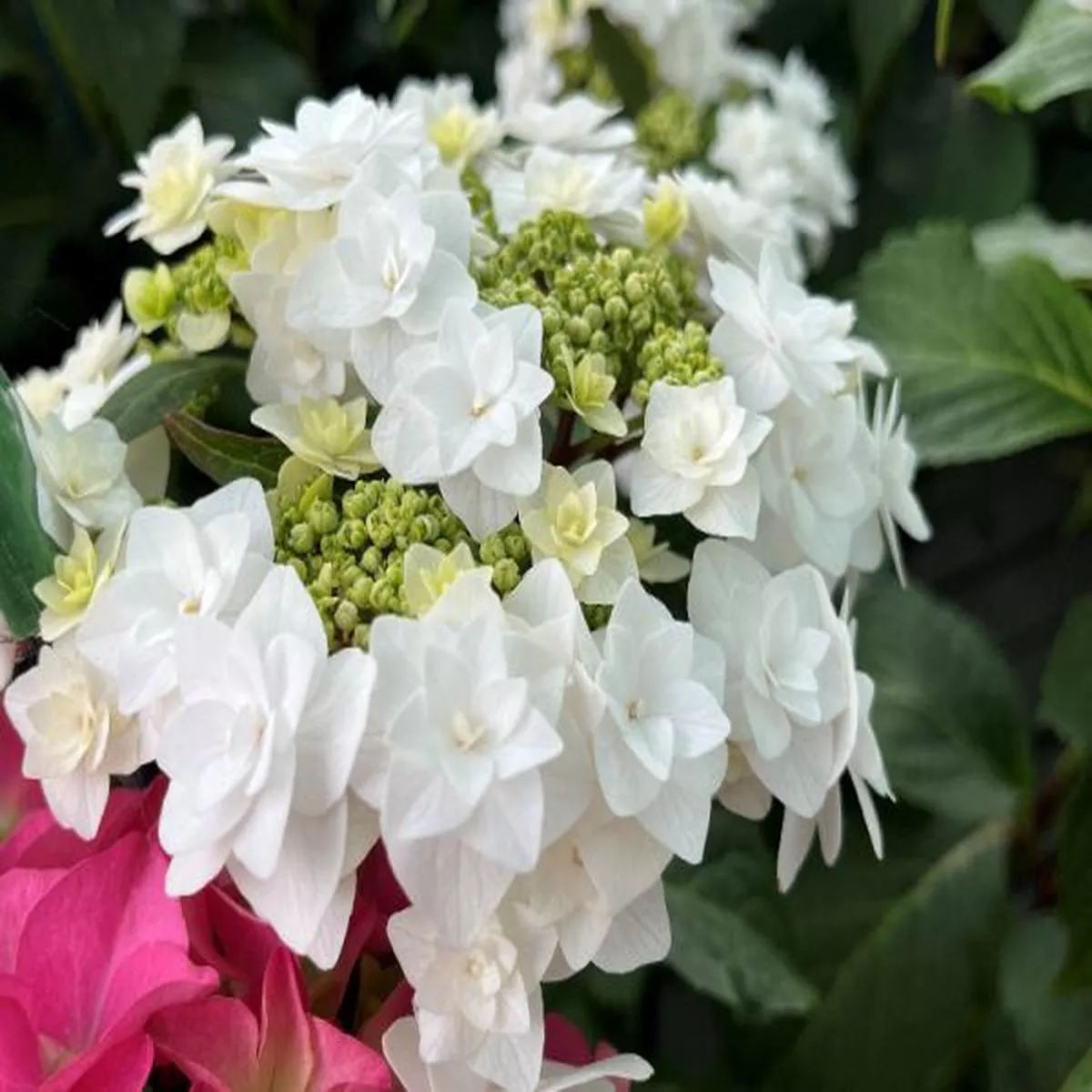 Hydrangea macrophylla Wedding Gown