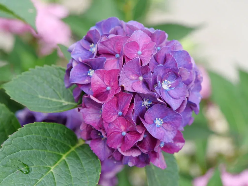 Hydrangea macrophylla 'Wee Bit Grumpy'