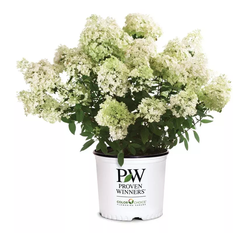 Hydrangea pan. Bobo - 2 Gallon