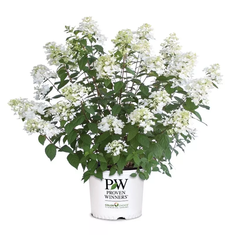 Hydrangea pan. Fire Light Tidbit - 2 Gallon