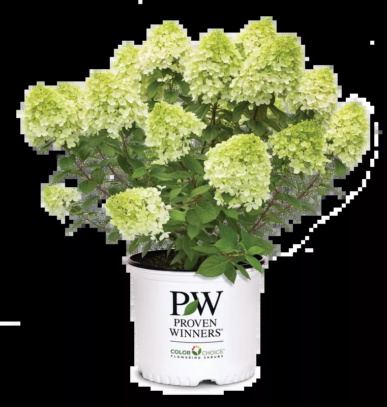Hydrangea pan. Little Lime - 2 Gallon