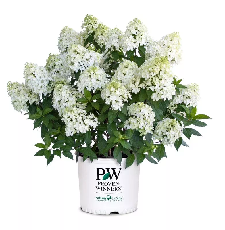 Hydrangea pan. Quick Fire Fab - 2 Gallon