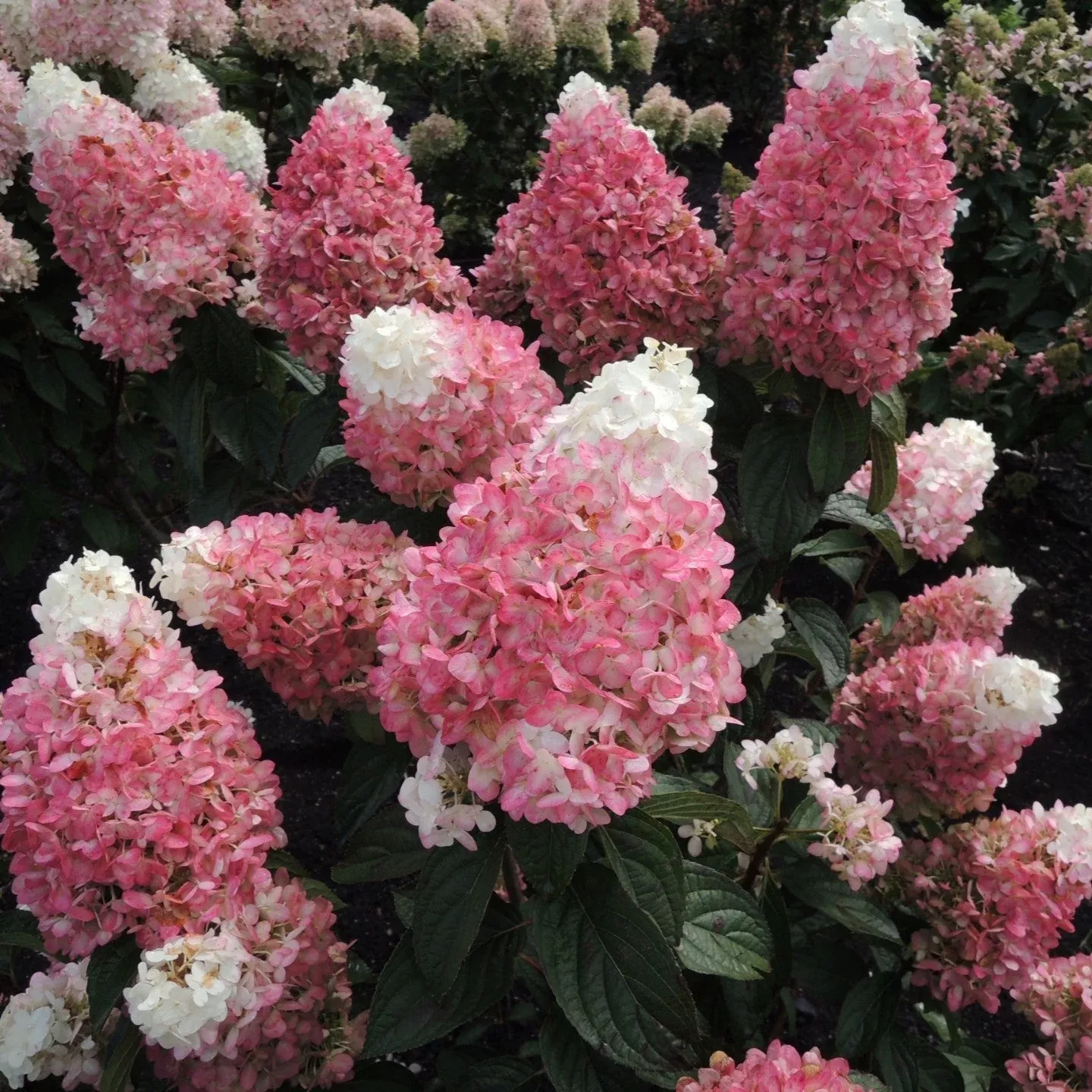 Hydrangea paniculata 'Bokomarus'- Magical Ruby Snow Hydrangea