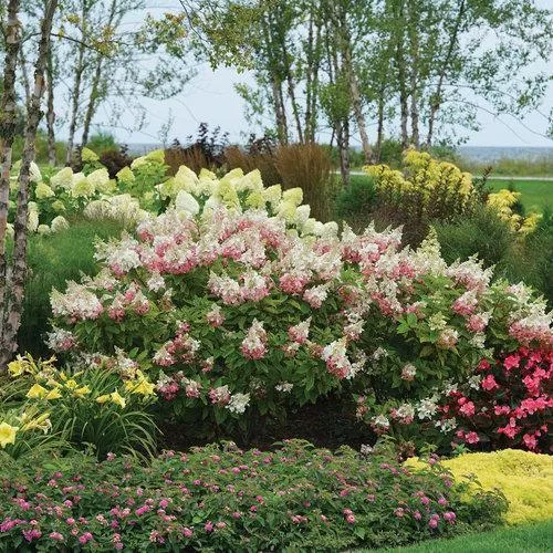 Hydrangea paniculata 'DVP PINKY'- Pinky Winky Hydrangea