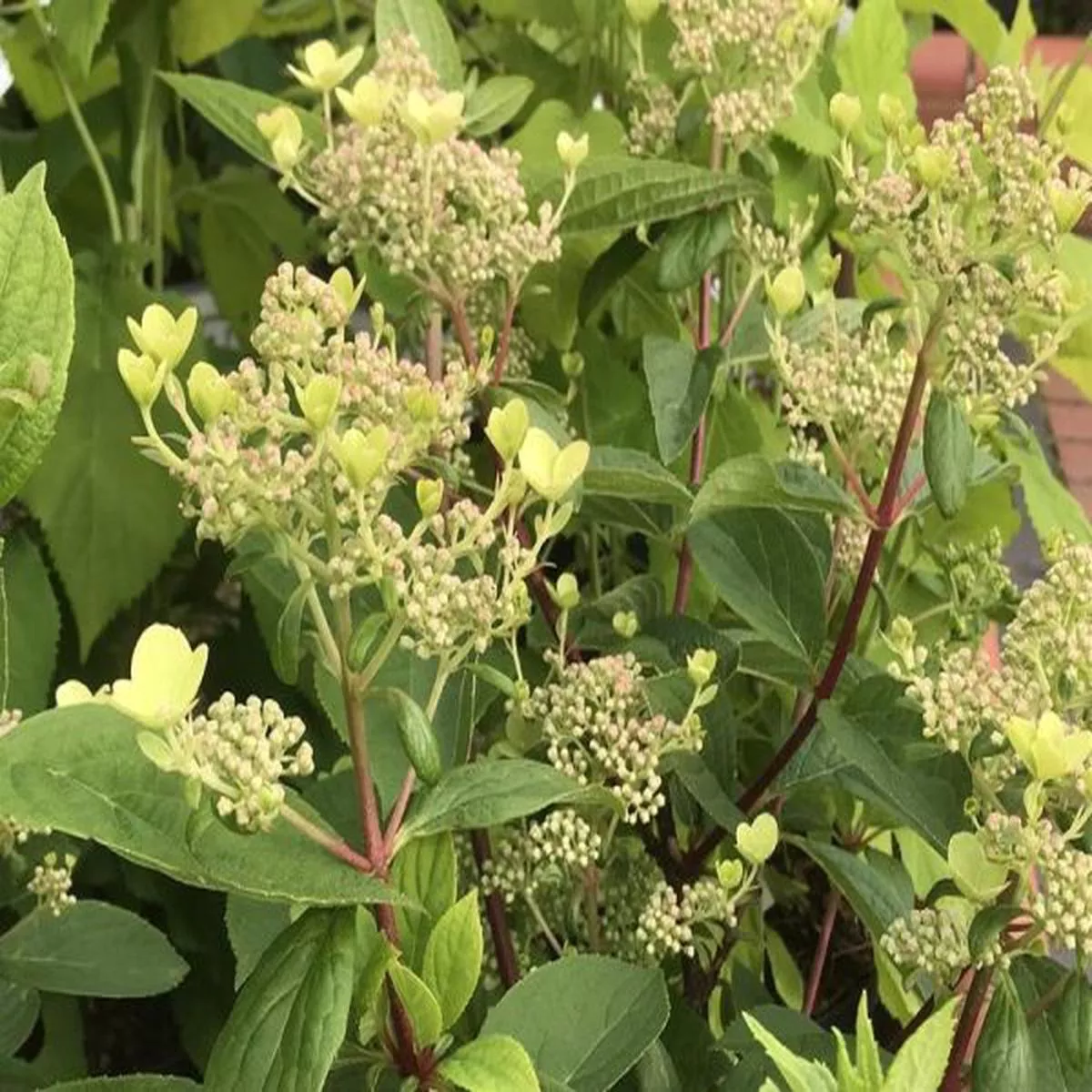 Hydrangea paniculata Early Sensation