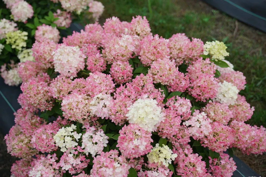 Hydrangea paniculata 'Fire Light Tidbit'