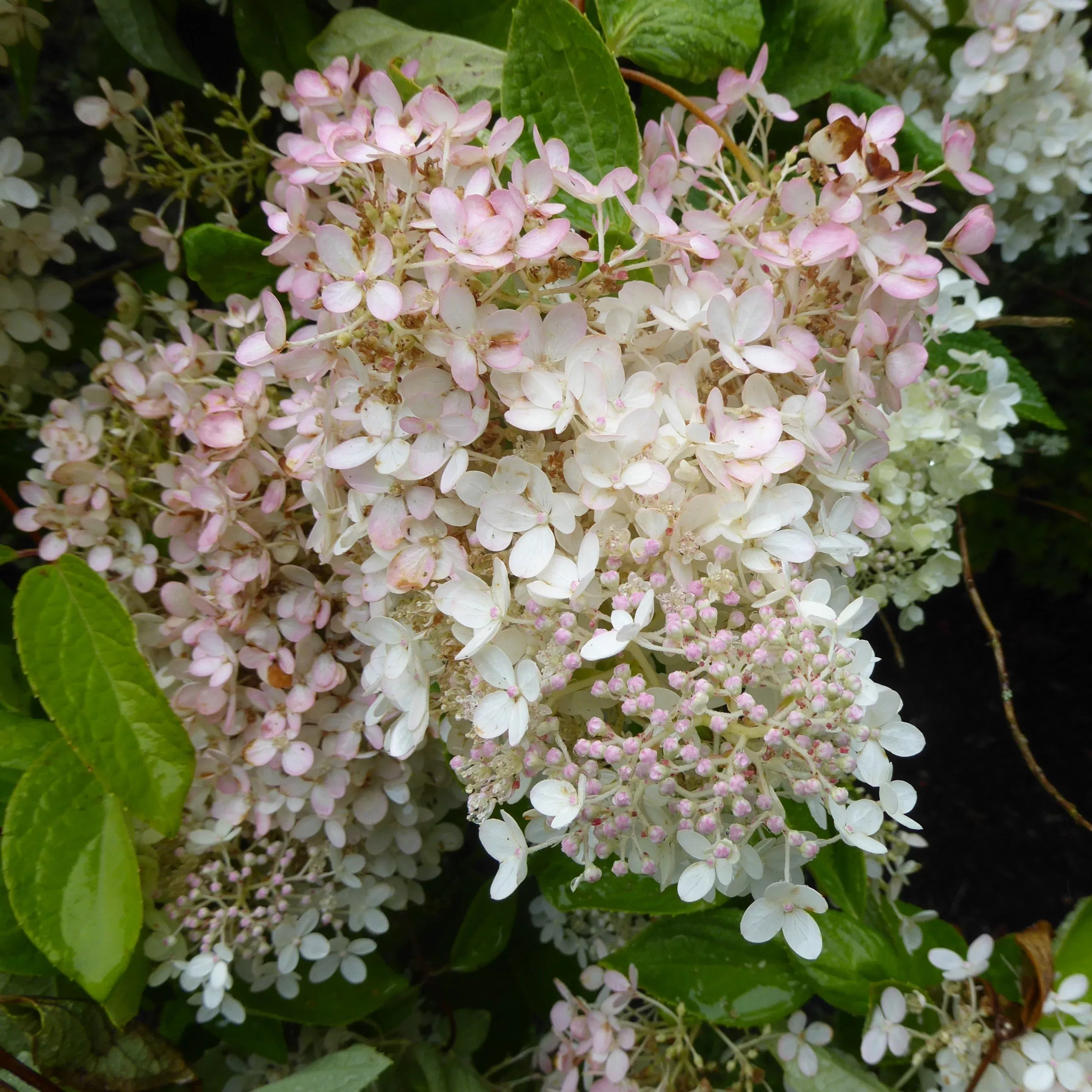 Hydrangea paniculata 'HPOPR018'- Bloomin' Easy Torch™ Hydrangea