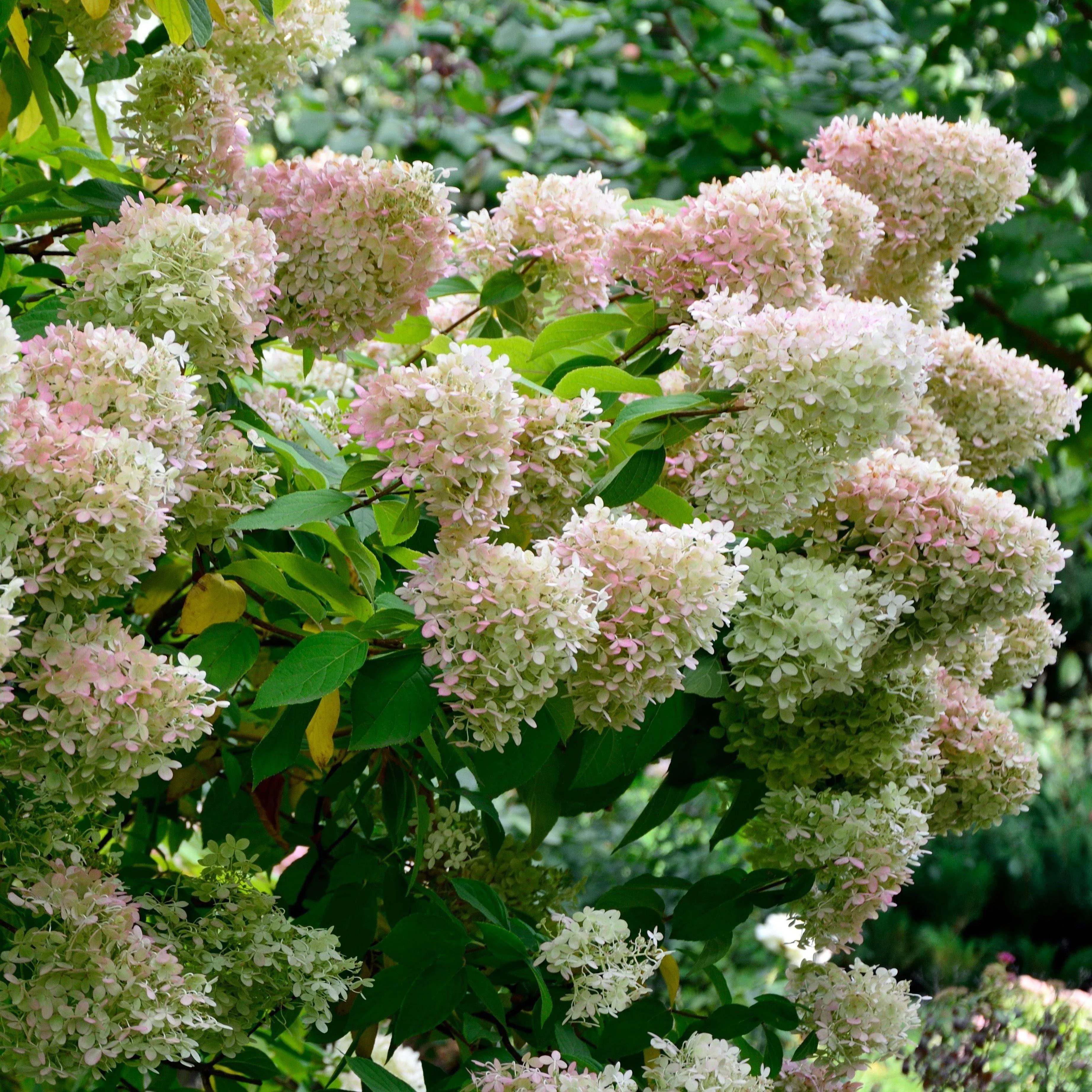 Hydrangea paniculata 'Ilvobo' PP22782- Proven Winners Color Choice Bobo Hydrangea