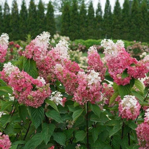 Hydrangea paniculata 'ILVOHPPRM' PP35,334- Pinky Winky Prime Hydrangea