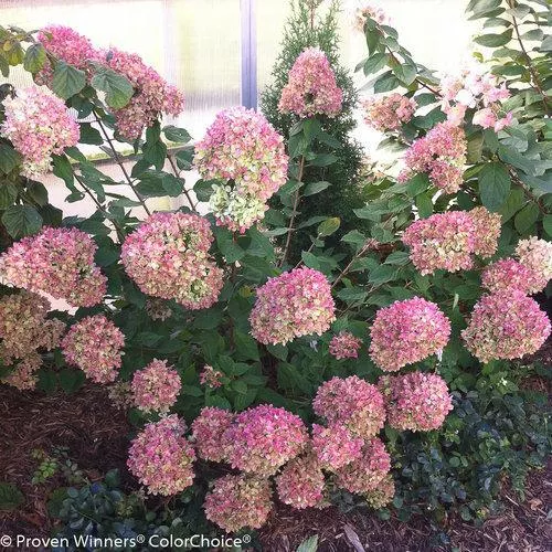 Hydrangea paniculata 'Jane' PP22,330- Proven Winners Little Lime Hydrangea