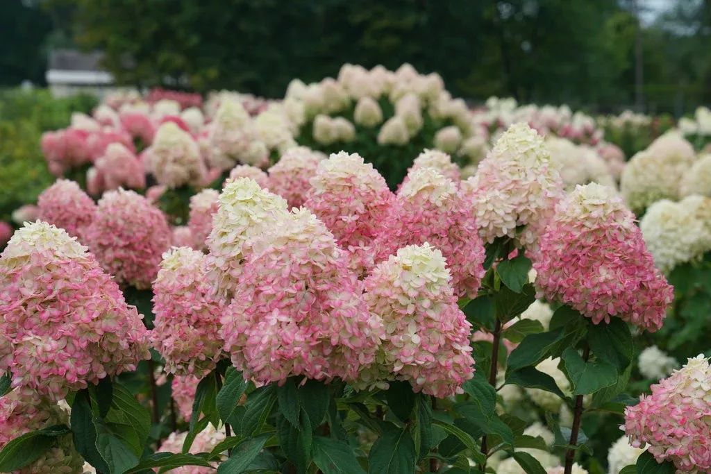 Hydrangea paniculata 'Limelight Prime'
