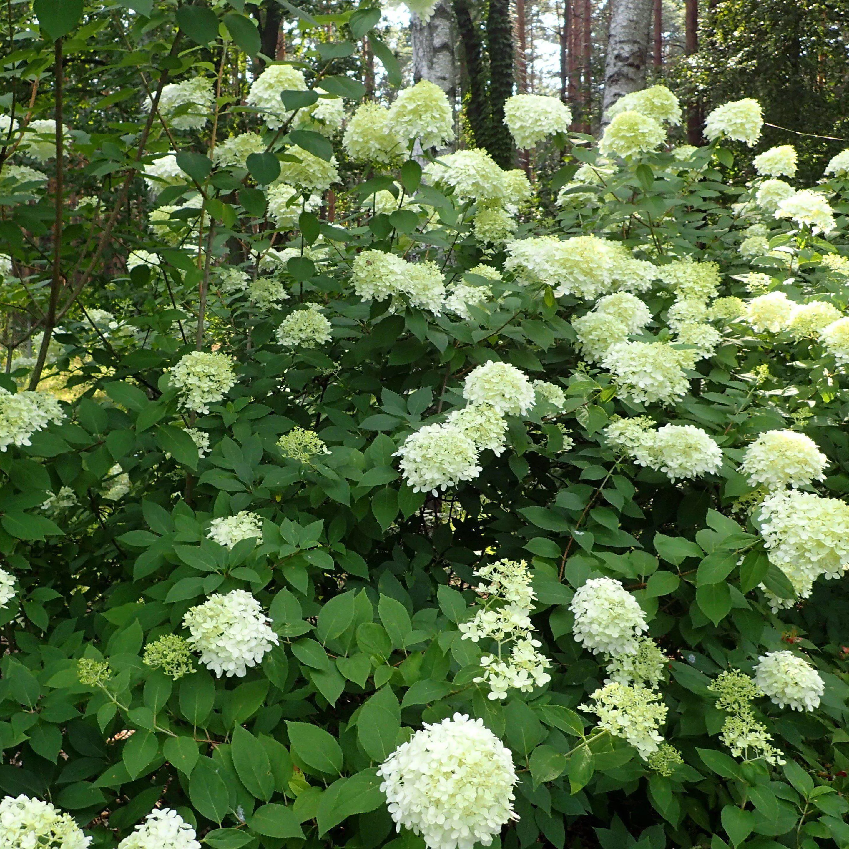 Hydrangea paniculata 'Limelight'- Proven Winners Limelight Hydrangea