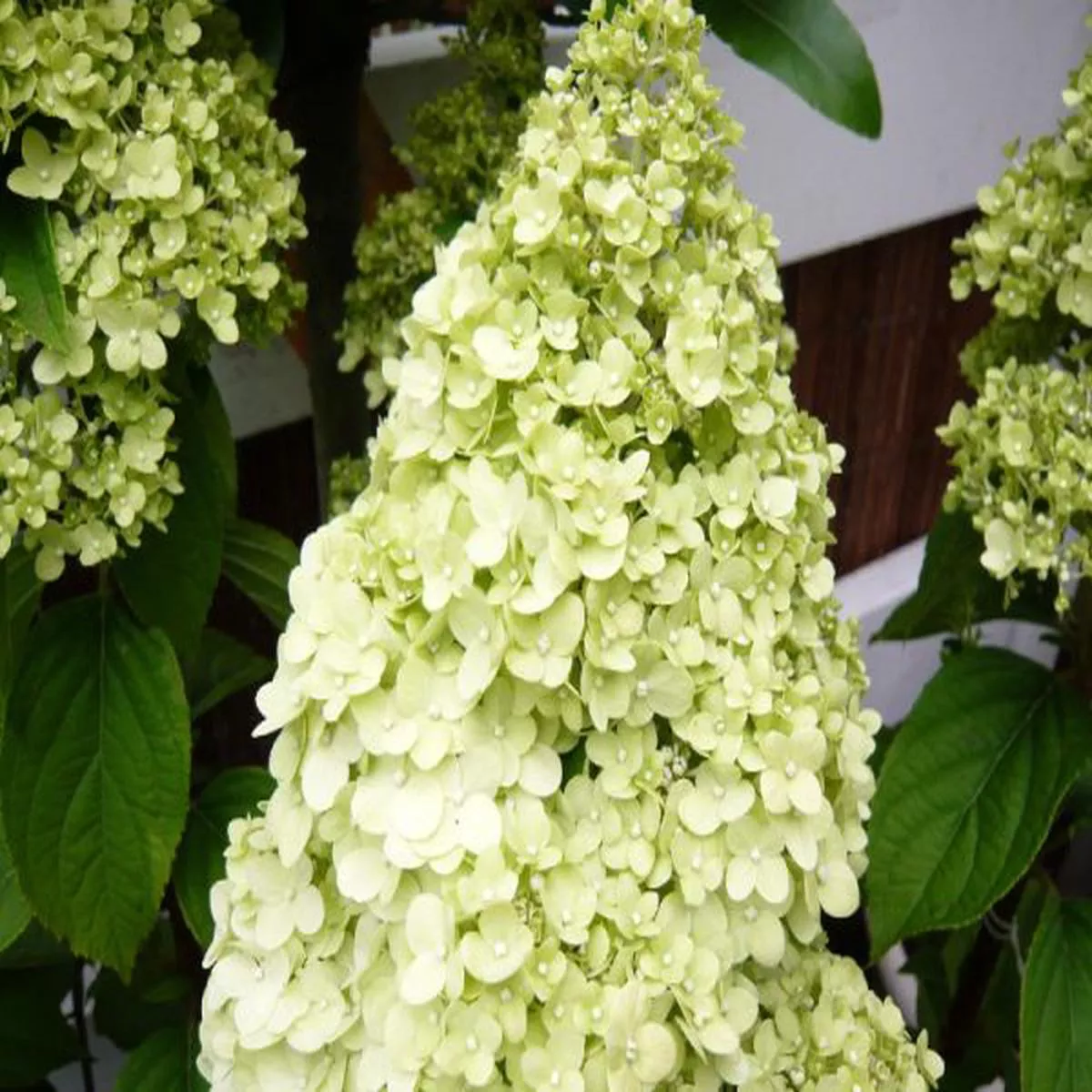 Hydrangea paniculata 'Limelight'