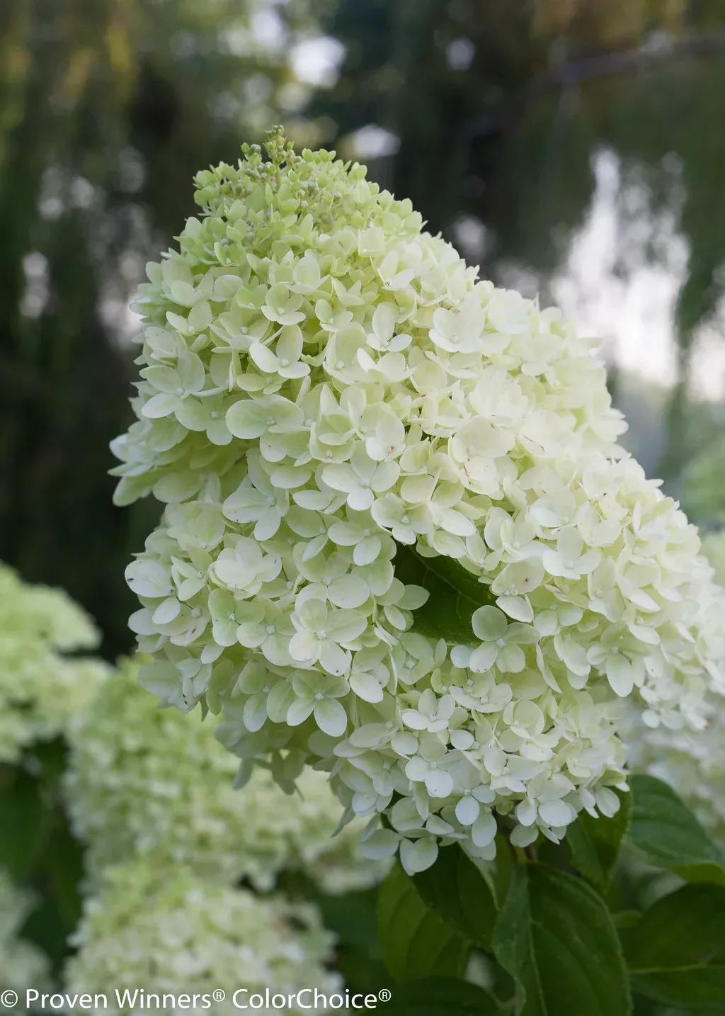 Hydrangea paniculata 'Little Lime'