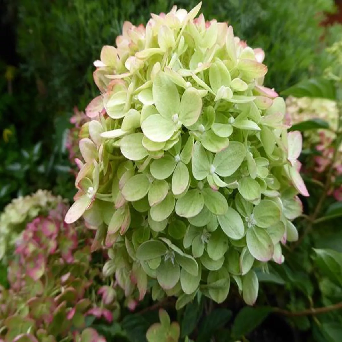 Hydrangea paniculata Little LimeJane
