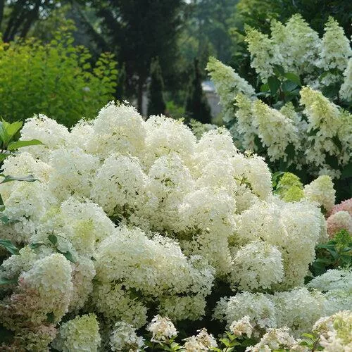 Hydrangea paniculata 'NCHP1'- PW Puffer Fish Hydrangea
