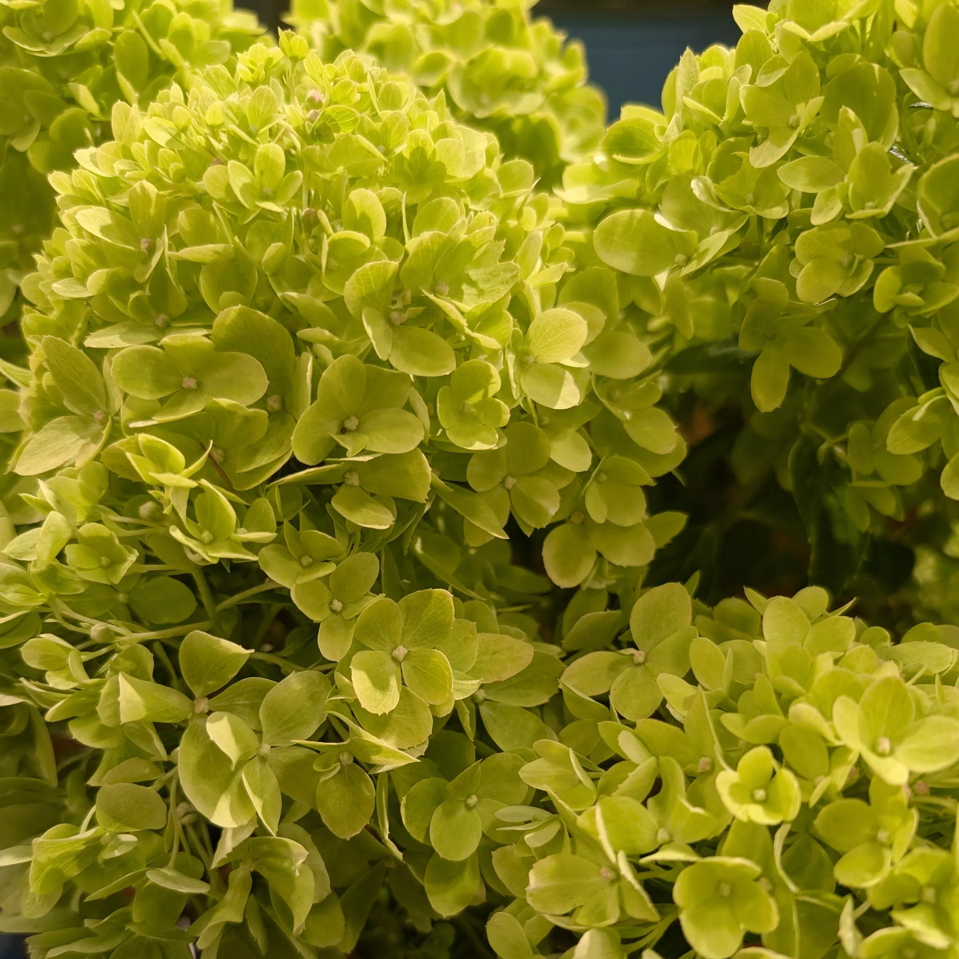 Hydrangea paniculata 'P19557‘- Bloomin' Easy Bubble Bath™ Hydrangea
