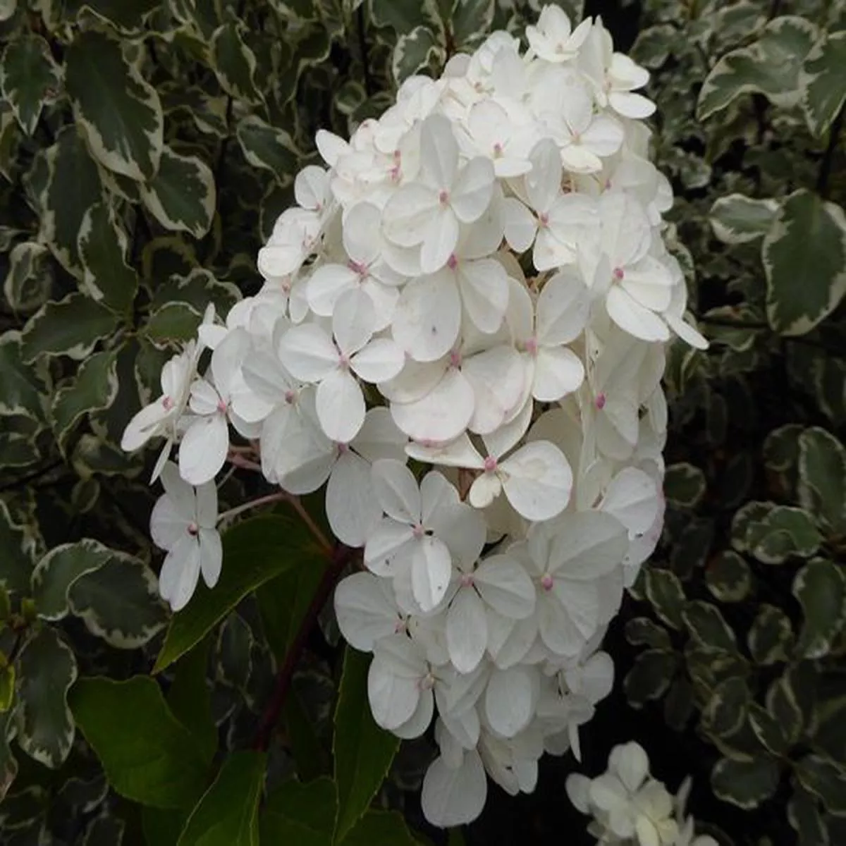 Hydrangea paniculata Pinky Winky