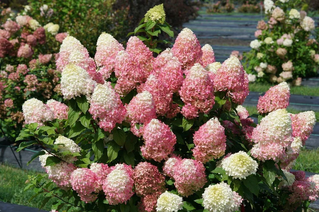 Hydrangea paniculata 'Quick Fire Fab'