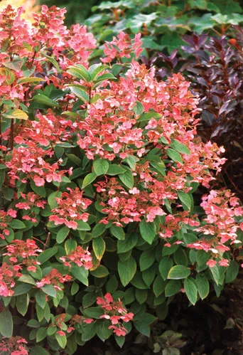 Hydrangea paniculata 'Quick Fire' / Quick Fire Hydrangea