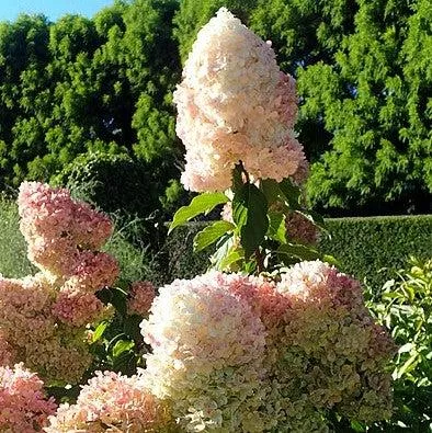 Hydrangea paniculata 'Renhy'- First Editions Vanilla Strawberry™ Hydrangea