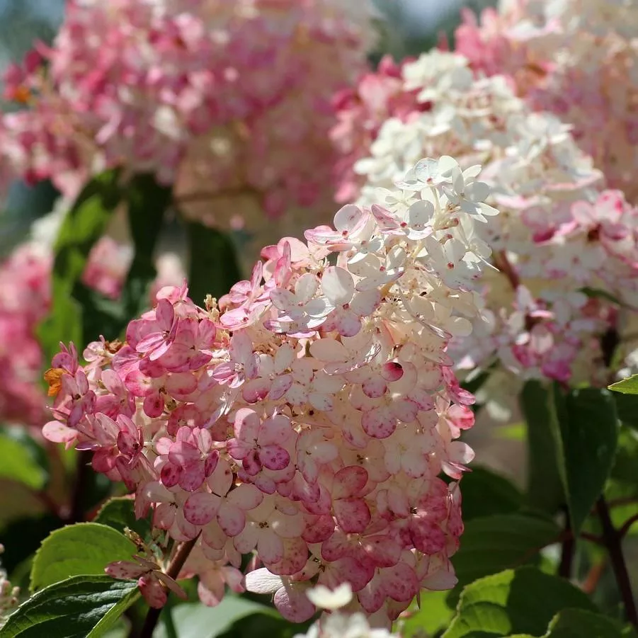 Hydrangea paniculata 'Rensun' PP 25,438- First Editions Strawberry Sundae Hydrangea