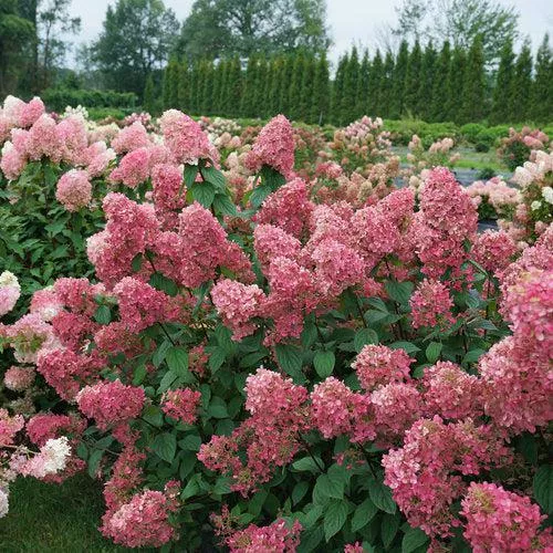 Hydrangea paniculata 'SMHPFL' PP25,135- Fire Light Hardy Hydrangea
