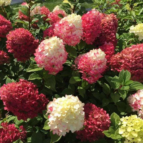 Hydrangea paniculata 'SMNHPH' PP33,207- Proven Winners Little Lime Punch Hydrangea