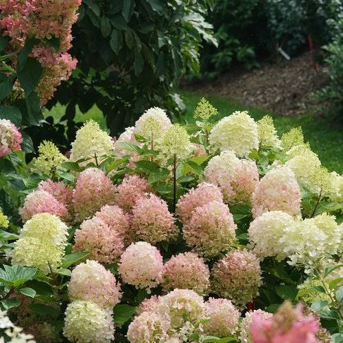 Hydrangea paniculata 'SMNHPK'- Proven Winners Fire Light Tidbit Hydrangea