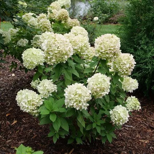 Hydrangea paniculata 'SMNHPLK'- PW Powerball™ Hydrangea