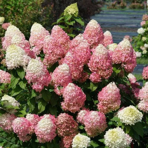 Hydrangea paniculata 'SMNHPM'- Quick Fire Fab Hydrangea