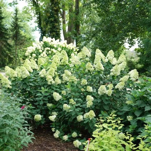 Hydrangea paniculata 'SMNHPPH'- Proven Winners Limelight Prime Hydrangea
