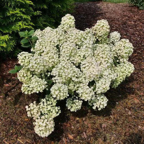 Hydrangea paniculata 'SMNHPSB'- Tiny Quick Fire Hydrangea