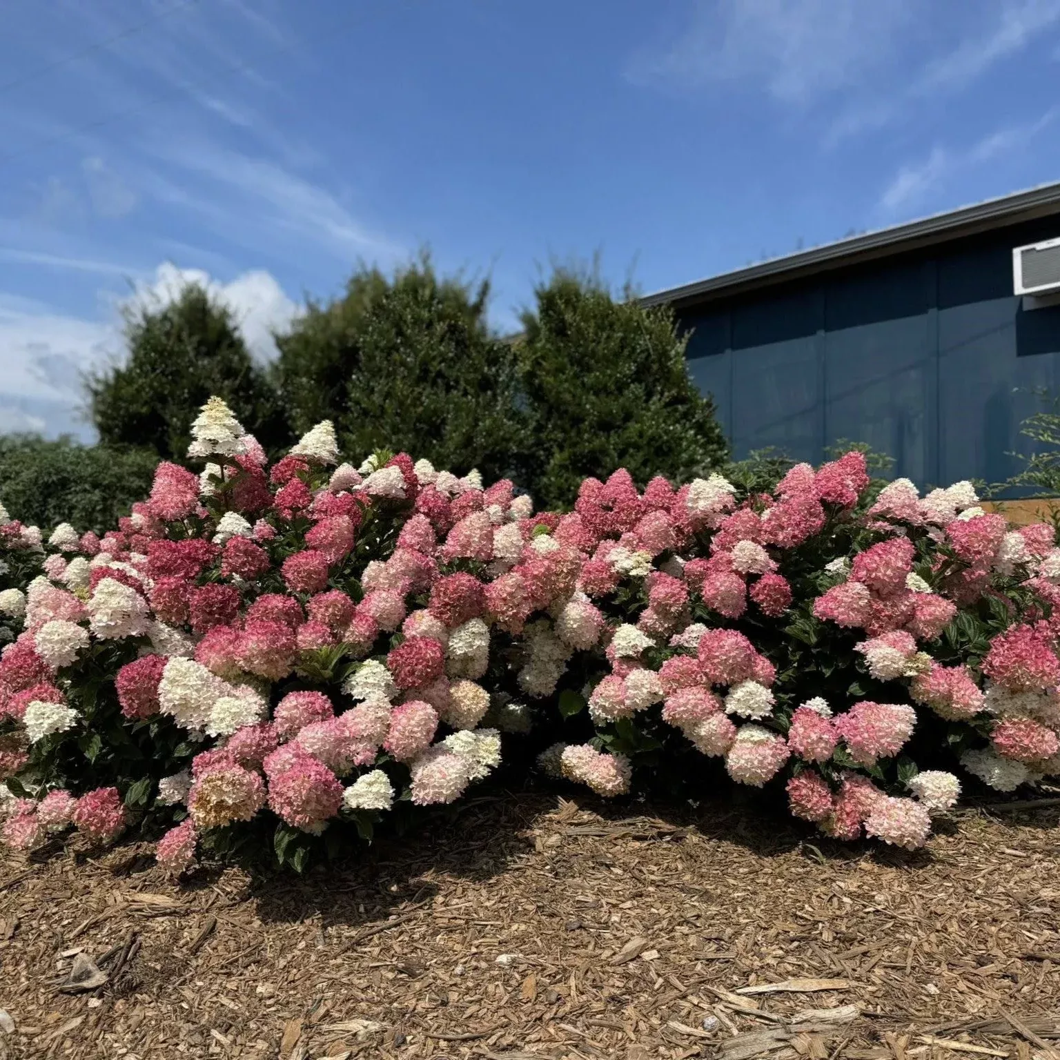 Hydrangea paniculata 'Spring Sizzle'- First Editions Spring Sizzle Hydrangea