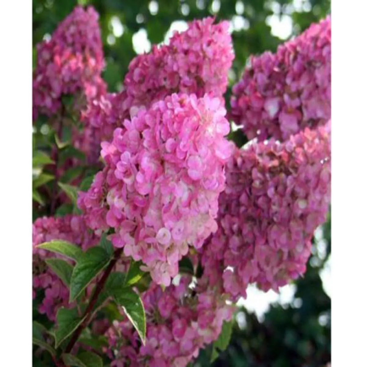 Hydrangea paniculata Sundae Fraise