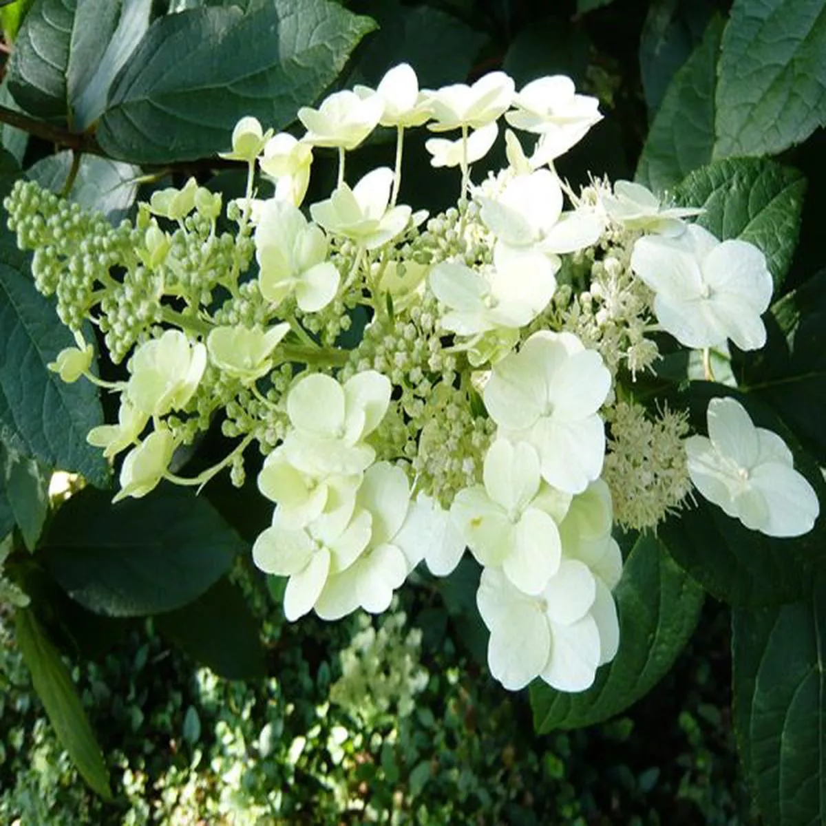 Hydrangea paniculata Unique