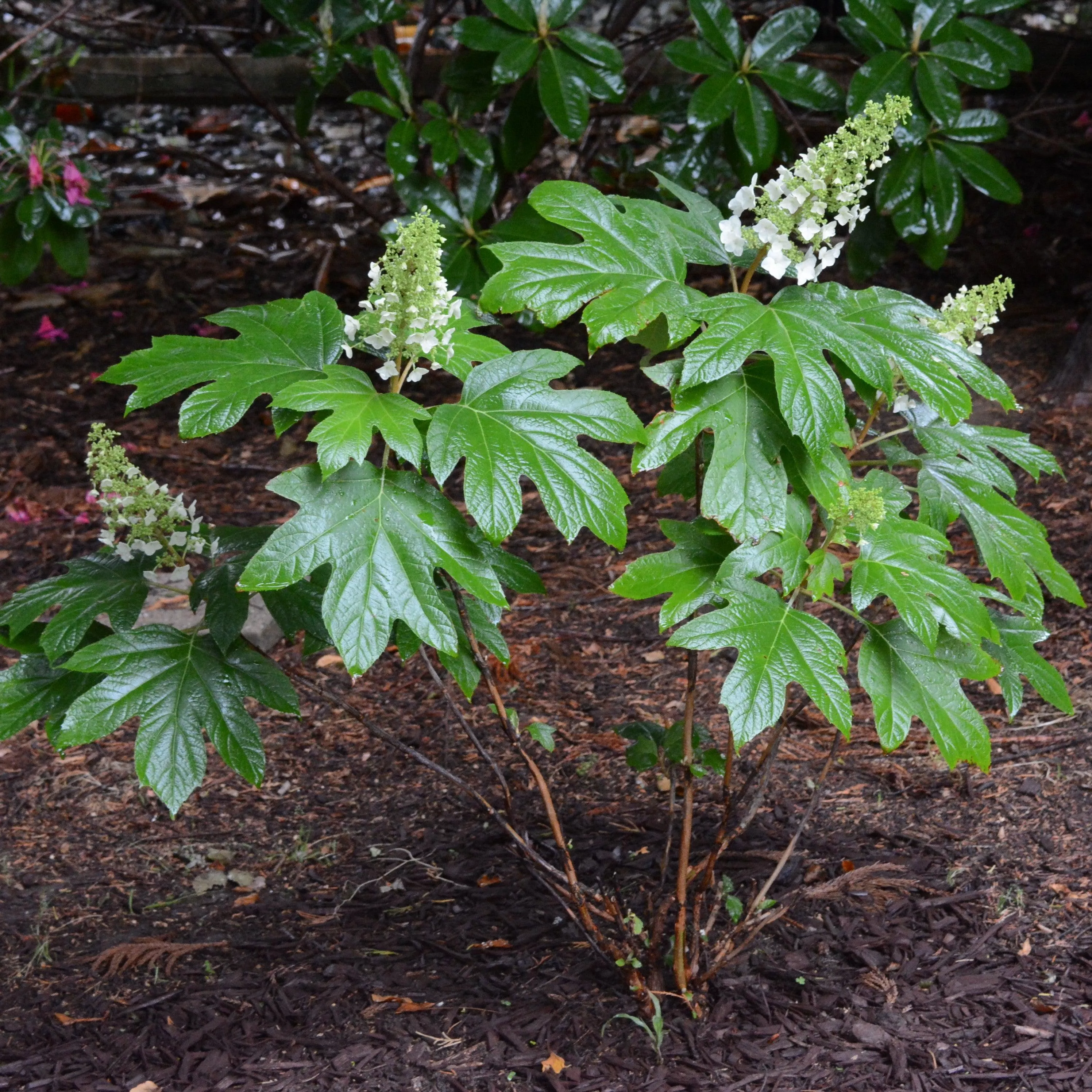 Hydrangea quercifolia 'Alice'- Alice Oakleaf Hydrangea