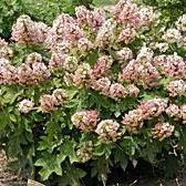 Hydrangea quercifolia 'Munchkin'- Munchkin Hydrangea