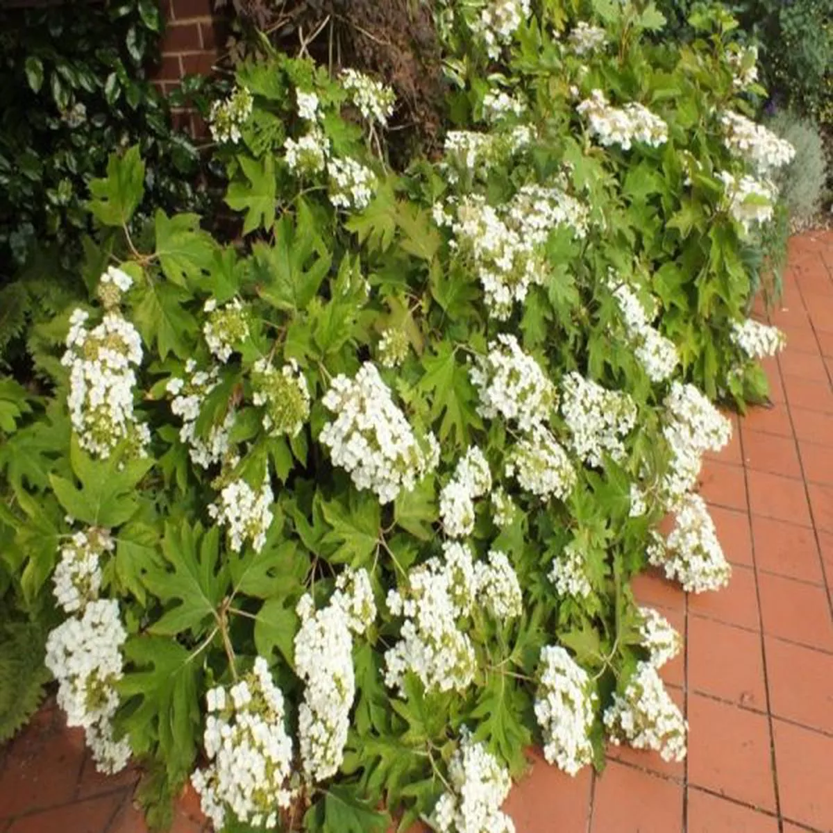 Hydrangea quercifolia Pee WeeOak leafed hydrangea