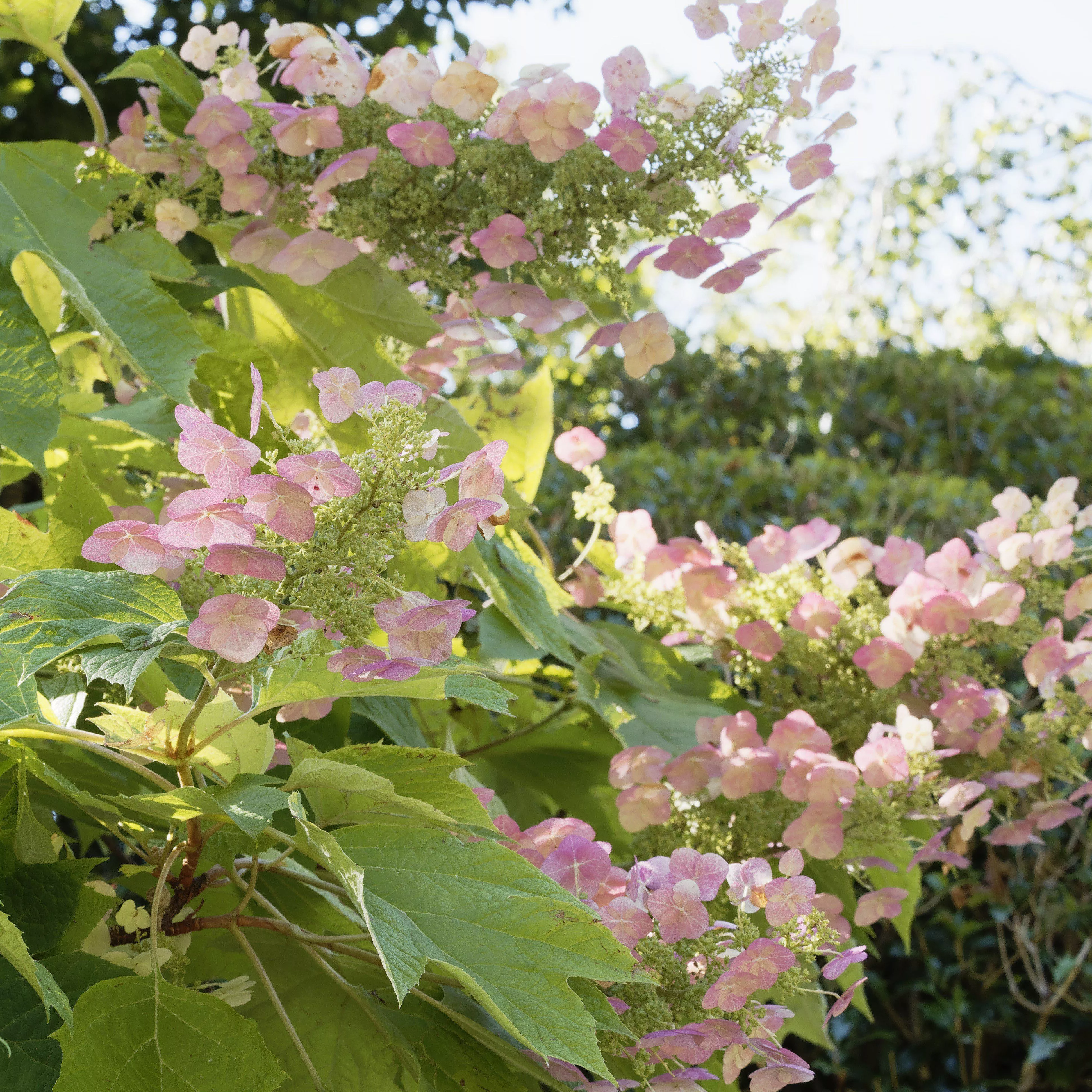 Hydrangea quercifolia 'Piihq-i'- First Editions Jetstream Oakleaf Hydrangea