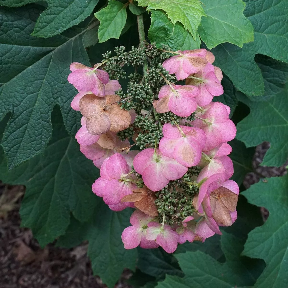 Hydrangea quercifolia 'Snow Queen'- Snow Queen Hydrangea