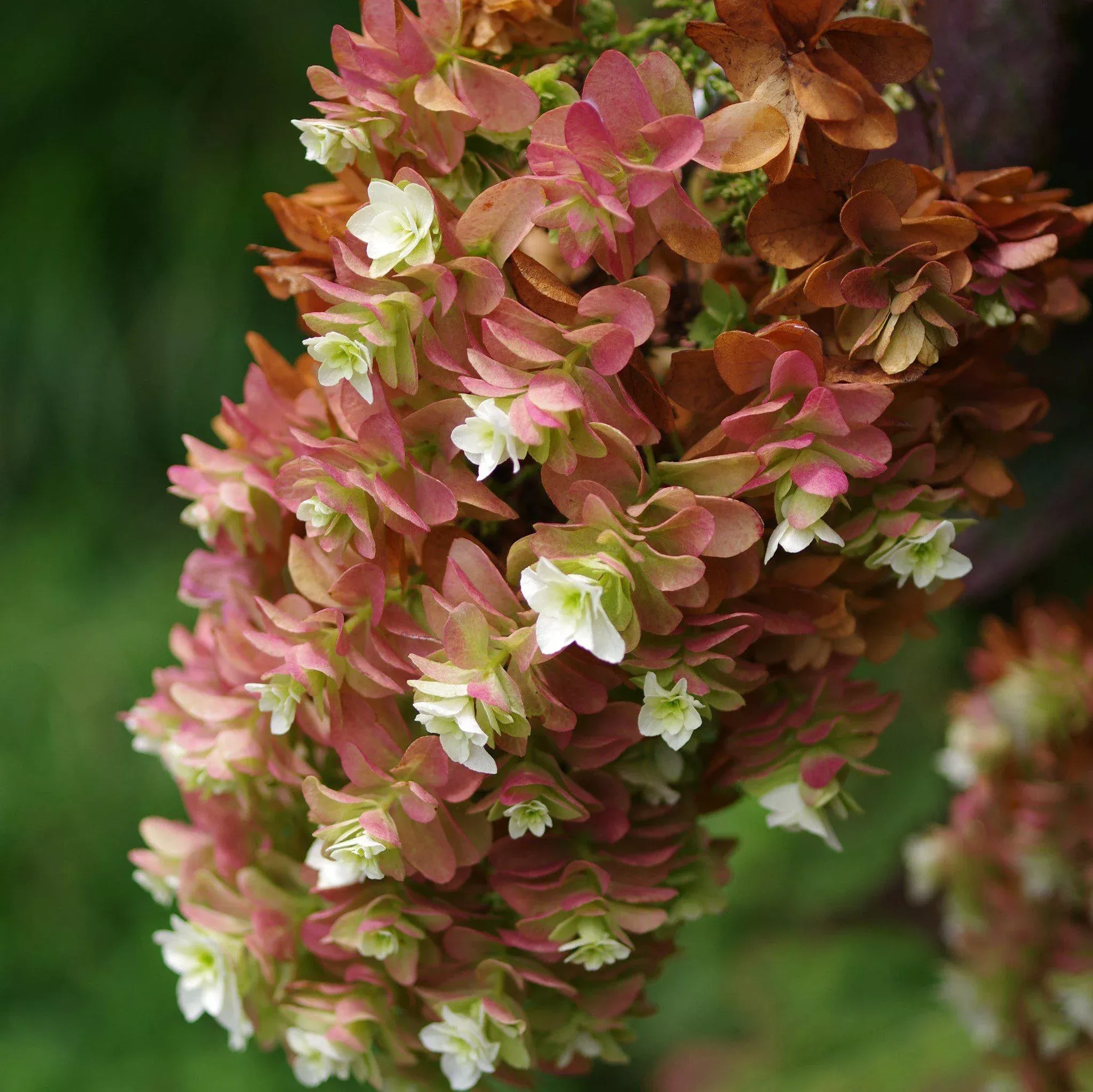 Hydrangea quercifolia 'Snowcicle'- Snowcicle Hydrangea
