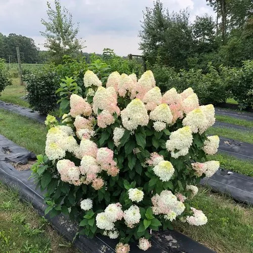 Hydrangea Quick Fire Fab - 2 Gallon Pot