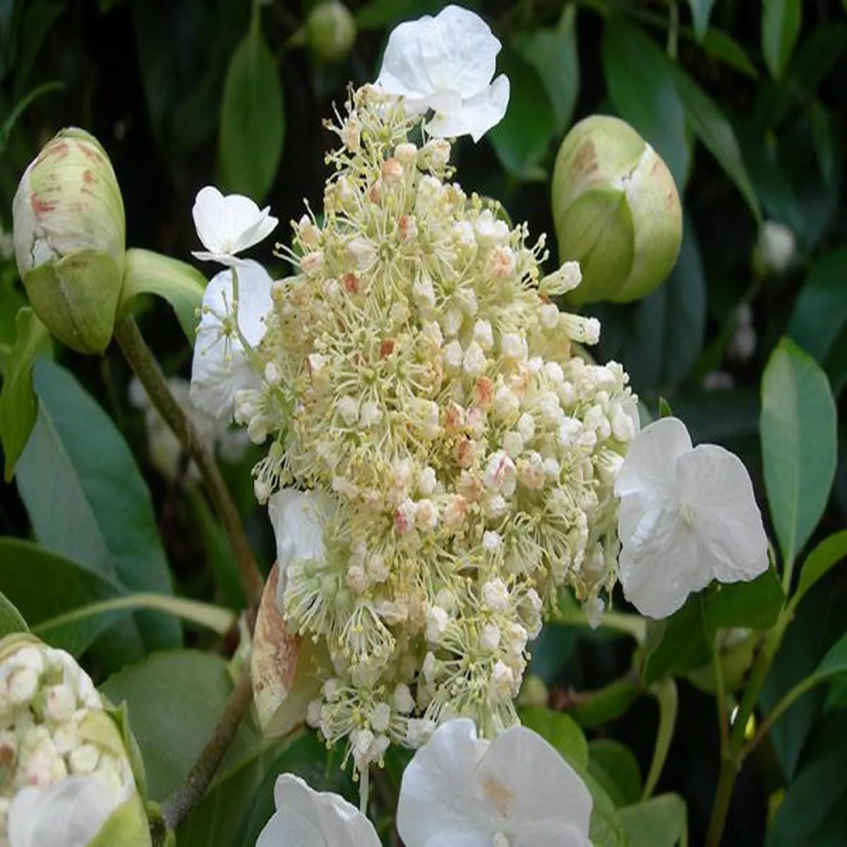 Hydrangea seemaniiClimbing hydrangea