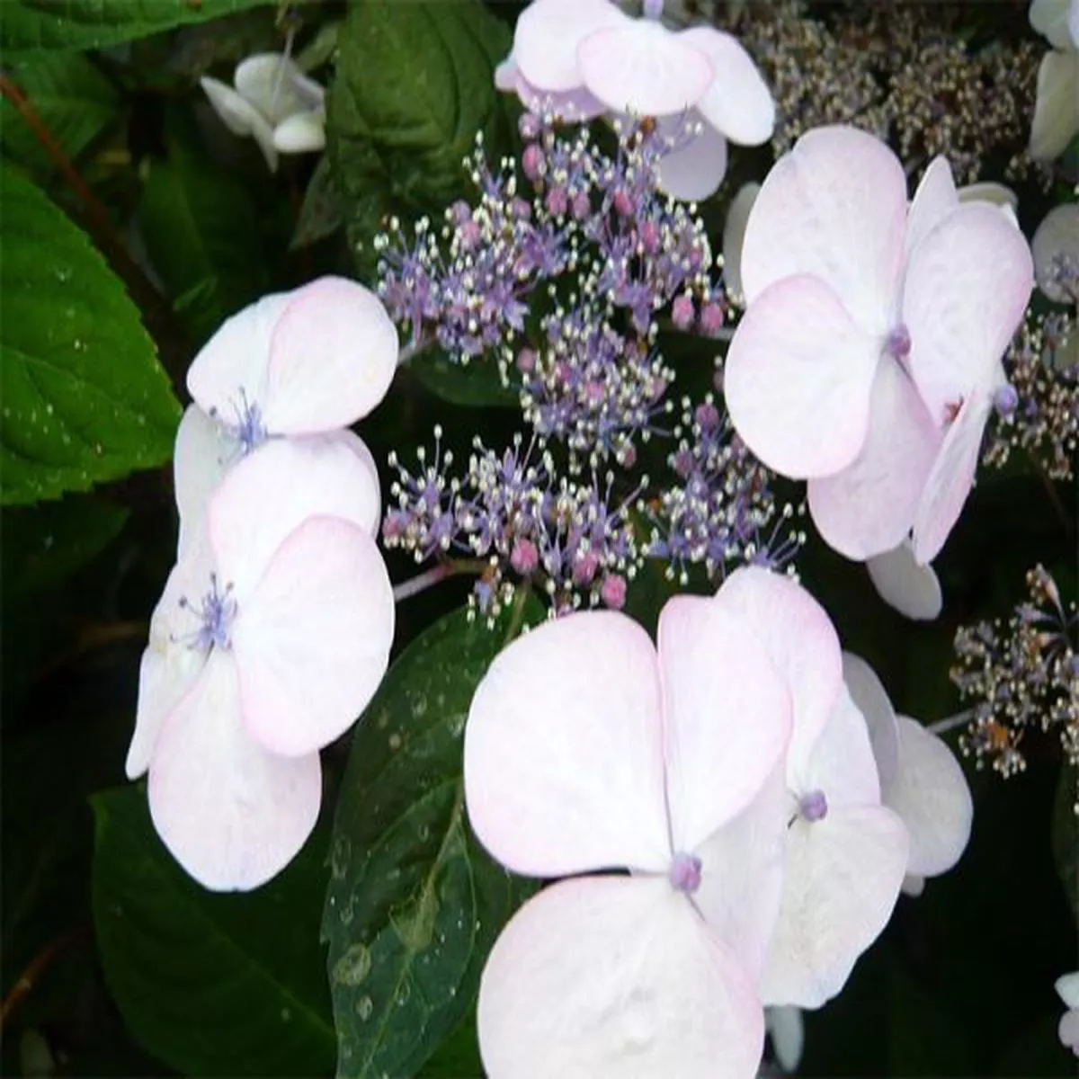 Hydrangea serrata Shojo